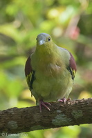 Ashy-headed Green Pigeon-211010-122MSDCF-FRY05257-W.jpg
