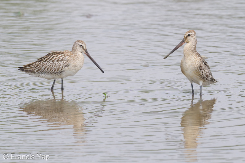 Asian_Dowitcher-230903-208MSDCF-FYP01603-W.jpg