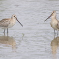 Asian_Dowitcher-230903-208MSDCF-FYP01603-W.jpg