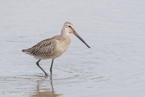 Asian Dowitcher-230903-208MSDCF-FYP01949-W.jpg