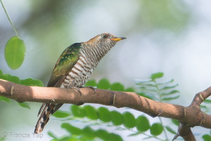 Asian Emerald Cuckoo-180103-107ND500-FYP_4009-W.jpg