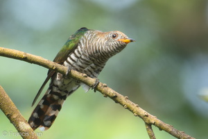 Asian Emerald Cuckoo-180103-107ND500-FYP_4394-W.jpg