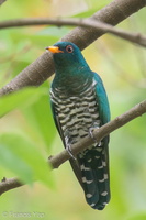 Asian Emerald Cuckoo-200323-113MSDCF-FYP04082-W.jpg