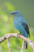 Asian Fairy-bluebird-171023-105ND500-FYP_0205-W.jpg