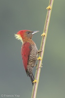 Banded Woodpecker-171004-113EOS1D-F1X23497-W.jpg
