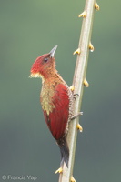 Banded Woodpecker-171117-105ND500-FYP_5251-W.jpg