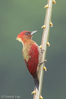 Banded Woodpecker-171117-105ND500-FYP_5262-W.jpg