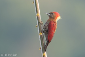Banded Woodpecker-181214-114ND500-FYP_4588-W.jpg
