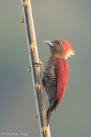 Banded Woodpecker-181214-114ND500-FYP_4615-W.jpg