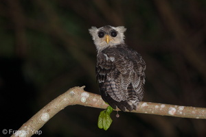 Barred Eagle-Owl-180816-117EOS1D-F1X23484-W.jpg