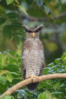 Barred Eagle-Owl-180829-102EOS5D-FY5S5795-W.jpg