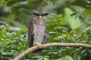 Barred Eagle-Owl-180829-117EOS1D-F1X24284-W.jpg