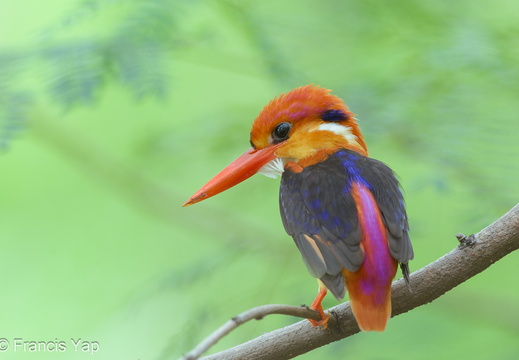 Black-backed Dwarf Kingfisher
