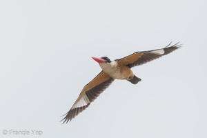 Black-capped Kingfisher-141109-100EOS7D-FY7D1561-W.jpg