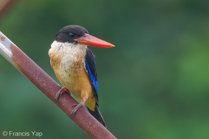 Black-capped Kingfisher-230113-164MSDCF-FYP00179-W.jpg