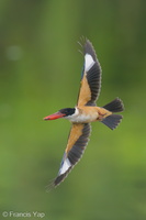 Black-capped Kingfisher-230118-164MSDCF-FYP09653-W.jpg
