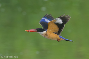 Black-capped Kingfisher-230118-164MSDCF-FYP09924-W.jpg
