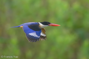 Black-capped Kingfisher-230118-165MSDCF-FYP00086-W.jpg