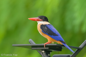 Black-capped Kingfisher-231216-212MSDCF-FYP00820-W.jpg