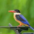 Black-capped_Kingfisher-231216-212MSDCF-FYP00820-W.jpg