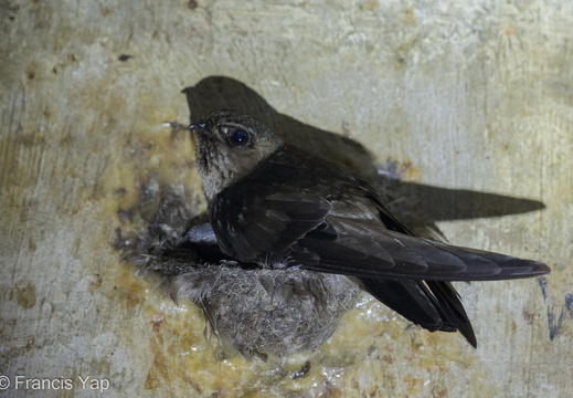 Black-nest Swiftlet