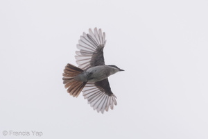 Black-winged Flycatcher-shrike-190714-118ND500-FYP_6270-W.jpg
