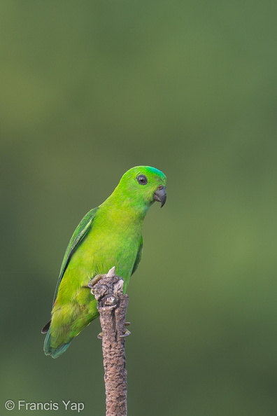 Blue-crowned_Hanging_Parrot-130322-105EOS1D-FY1X9135-W.jpg