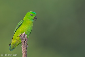 Blue-crowned Hanging Parrot-130322-105EOS1D-FY1X9232-W.jpg