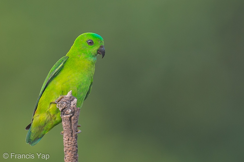 Blue-crowned_Hanging_Parrot-130322-105EOS1D-FY1X9232-W.jpg