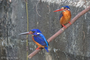 Blue-eared Kingfisher-140214-113EOS1D-FY1X9616-W.jpg