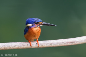 Blue-eared Kingfisher-191013-100MSDCF-FYP07222-W.jpg