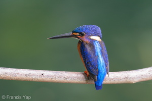 Blue-eared Kingfisher-191013-100MSDCF-FYP07292-W.jpg