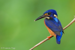 Blue-eared Kingfisher-230613-206MSDCF-FYP07659-W.jpg
