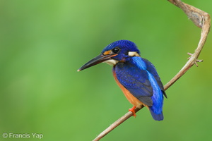 Blue-eared Kingfisher-230613-206MSDCF-FYP08031-W.jpg