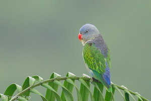 Blue-rumped Parrot-240604-231MSDCF-FYP03652-W
