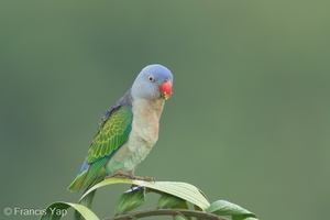 Blue-rumped Parrot-240605-231MSDCF-FYP05453-W