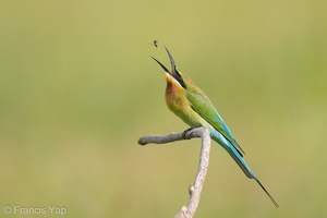 Blue-tailed Bee-eater-210131-129MSDCF-FYP08305-W.jpg
