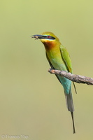 Blue-tailed Bee-eater-210131-129MSDCF-FYP09101-W.jpg