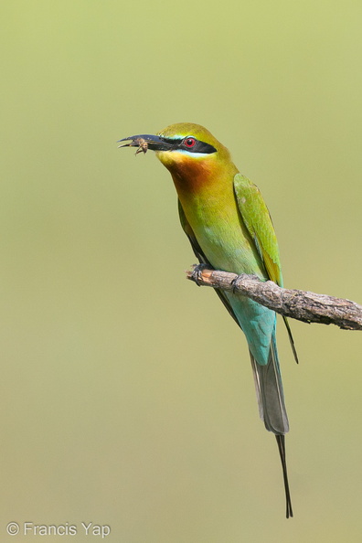 Blue-tailed_Bee-eater-210131-129MSDCF-FYP09101-W.jpg