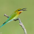 Blue-tailed_Bee-eater-220108-135MSDCF-FRY06473-W.jpg
