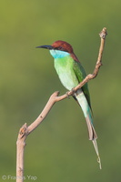 Blue-throated Bee-eater-130317-105EOS1D-FY1X8498-W.jpg