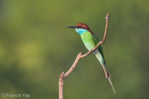Blue-throated Bee-eater-130317-105EOS1D-FY1X8509-W.jpg