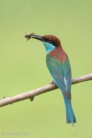 Blue-throated Bee-eater-160619-101EOS1D-F1X24844-W.jpg