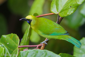 Blue-winged Leafbird-181017-111ND500-FYP_7380-W.jpg