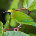 Blue-winged_Leafbird-181017-111ND500-FYP_7380-W.jpg