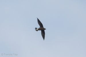Brown-backed Needletail-170719-100ND500-FYP_6522-W.jpg