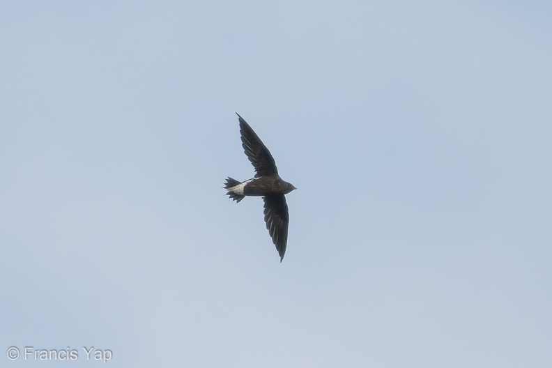 Brown-backed_Needletail-170719-100ND500-FYP_6522-W.jpg