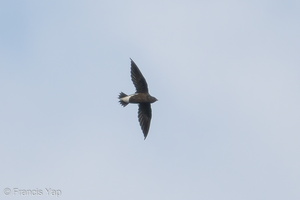 Brown-backed Needletail-170719-100ND500-FYP_6524-W.jpg