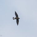 Brown-backed_Needletail-170719-100ND500-FYP_6524-W.jpg