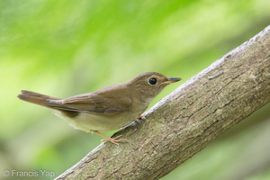 Brown-chested Jungle Flycatcher-120926-101EOS1D-FY1X9782-W.jpg